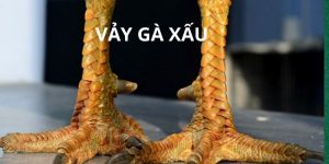 Top 6 vảy gà xấu