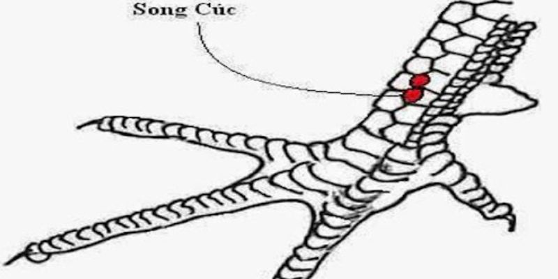 Song cúc thuộc danh sách các loại vảy không tốt mà sư kê phải tránh xa