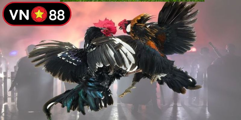 Lưu ý vàng để thắng kèo đá gà