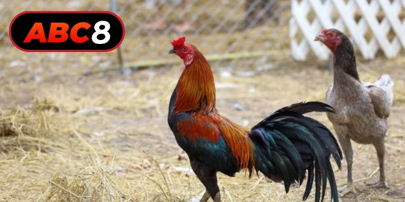 Nâng cao kỹ năng phân tích để thắng lớn